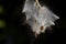 Pod of Milkweed Seeds in the Morning Sunlight