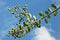 Pod Peas Plant on a Blue Sky