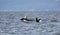 Pod of Resident Orca`s of the coast near Sechelt, BC