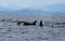 Pod of Resident Orca`s of the coast near Sechelt, BC