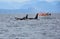 Pod of Resident Orcas of the coast near Sechelt, BC