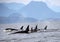 Pod of Resident Orcas of the coast near Sechelt, BC