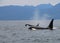 Pod of Resident Orcas of the coast near Sechelt, BC