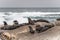 Pod of seals on the rocks surrounded by the sea under a cloudy sky at daytime