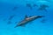 pod of Spinner dolphins (Stenella longirorstris) swimming over sand in Sataya reef, Egypt, Red Sea