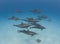 Pod of wild spinner dolphins