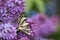 Podalirius butterfly on lilac colorful spring background