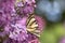 Podalirius butterfly on lilac colorful spring background