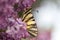 Podalirius butterfly on lilac colorful spring background