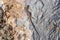 Podarcis hispanica lizard lying on a rock on a sunny day