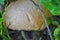 Podberezovik mushroom photo of edible