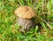 Podberezoviki mushrooms are a whole family in a clearing