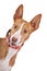 Podenco