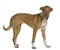 Podenco Andalou dog, 2 years old, standing