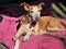 A podenco canario lies on a pink-colored blanket in the sun