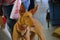 Podenco Canario are rescued and brought into the US.