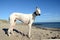 Podenco dog at beach
