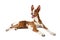 Podenco ibicenco dog over white