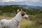 Podenco Ibicenco - White Ibizan Warren Hound, is one of the medium-sized greyhounds