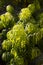 Podocarpus Henkelii plant in spring