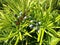 Podocarpus Macrophyllus, Buddhist Pine, or Japanese Yew Plant with Seed Cones Growing in Bright Sunlight in South Daytona, FL.