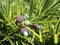 Podocarpus Macrophyllus, Buddhist Pine, or Japanese Yew Plant with Seed Cones Growing in Bright Sunlight in South Daytona, FL.