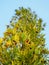 Podocarpus or marmalade tree. Bright berries of unusual shape