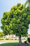 Podocarpus tree, a beautiful tall evergreen tree, California