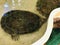 Podocnemis expansa or Giant amazon river turtle or South american river turtle or Arrau turtle.