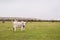Podolian cattle on green pasture at ecofarm on grazing , spring day, rural landscape