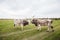 Podolian cattle on green pasture at ecofarm on grazing , spring day, rural landscape