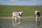 Podolian cows drink water on the river