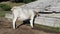 Podolic cows drinking in watering place