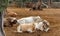 Podolic cows lying  under olive trees in Apulia Region in Italy