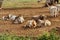 Podolic cows lying  under olive trees in Apulia Region in Italy