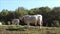 Podolic cows on the pasture on a sunrise