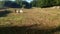 Podolic cows on the pasture on a sunrise