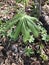 Podophyllum peltatum or May Apple plants