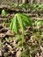 Podophyllum peltatum or Mayapple