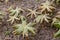 Podophyllum peltatum plants in the garden