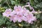 Podranea ricasoliana Pink Tecoma in bloom, ornamental pink shrub, flowering