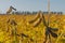 Pods of genetically modified soybean during the ripening period in the field