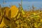 Pods of genetically modified soybean during the ripening period in the field