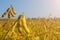 Pods of genetically modified soybean during the ripening period in the field