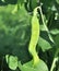 Pods green peas growing