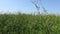 Pods of half-ripe rapeseed in are waving in wind