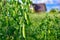 Pods of juicy ripe green peas on a branch in the garden. against the background of the countryside landscape and blue sky. Natural