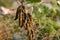 The pods of Mucuna pruriens. Its English common names velvet bean, Mauritius velvet bean
