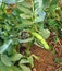 Pods plant maturing in the garden, pods