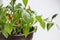 Pods of red and green pepper grown in pot. White flowers on branches